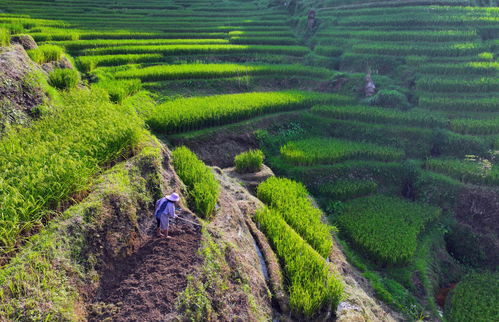 文化中国行 传统村落人文影像志丨尧告村 云端古寨寄乡愁