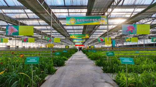 山西大同 以花生 花 绽放美丽经济